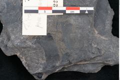 Foto (Detailansicht) von Ficus praelanceolata Ettingshausen (NHMW-GEO-2024-0188-10222)